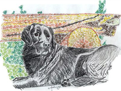 Color pencil drawing of dog