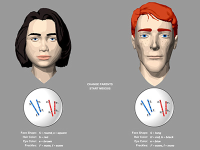 Example of simulation activity teaching DNA traits